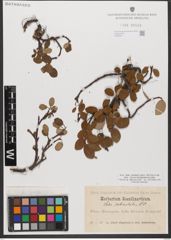 Foto von Salix reticulata L.